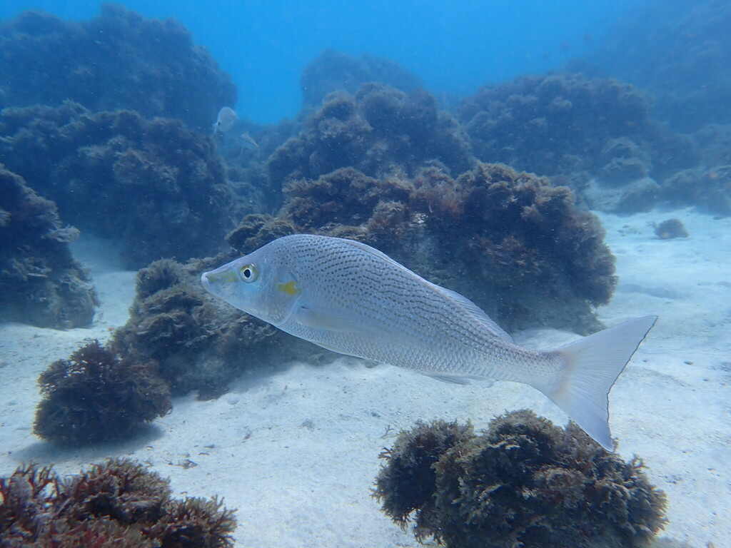 Sompat-grommer (Pomadasys jubelini) — Haemulidae