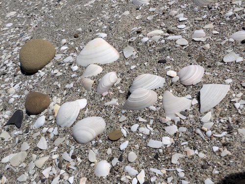 Meretrix lamarckii observed 2024-07-21