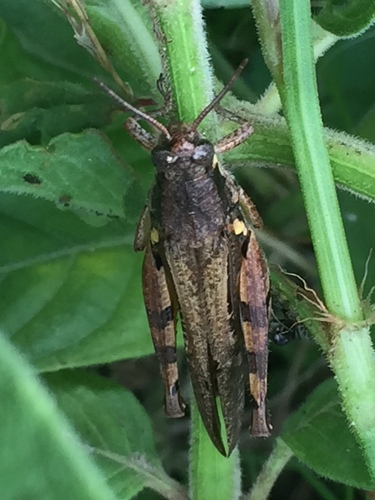 Catantops stramineus