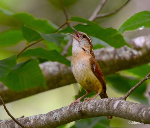 Carolina Wren, photo 8 of 9