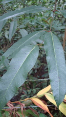 Toxicodendron striatum