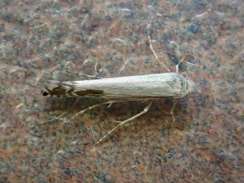 Apple Leafminer, photo 8 of 9