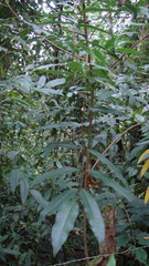 Toxicodendron striatum