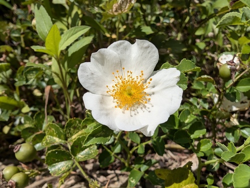 Rosa luciae