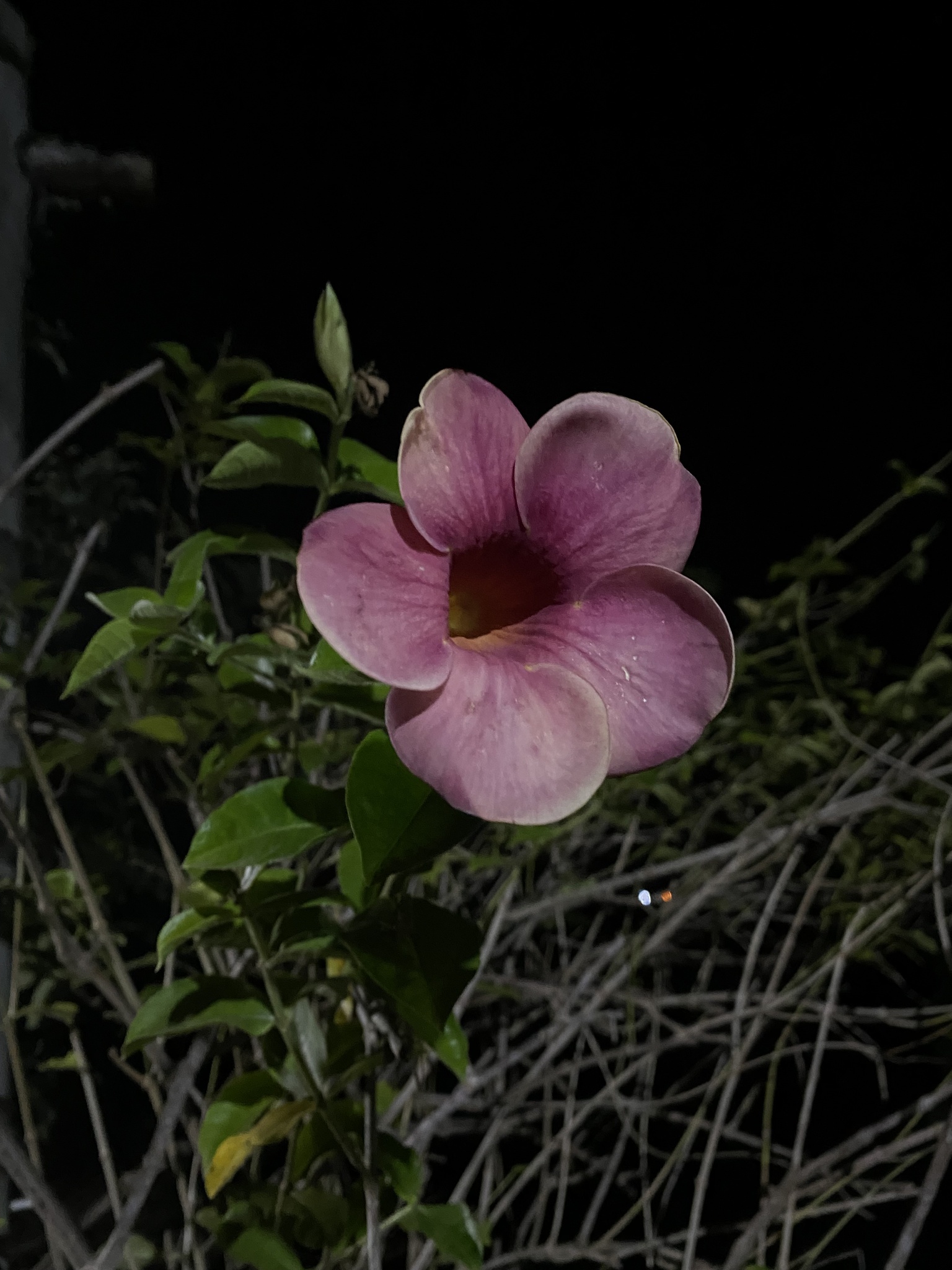 Allamanda blanchetii