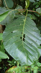 Ladenbergia macrocarpa