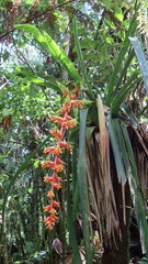 Guzmania multiflora