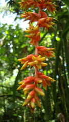 Guzmania multiflora
