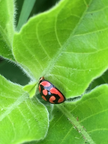 Lunate Lady Beetle
