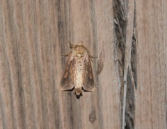 Bellura densa