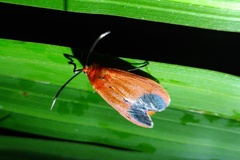 Phauda flammans