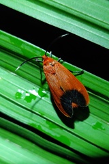 Phauda flammans