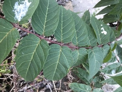 Ailanthus altissima