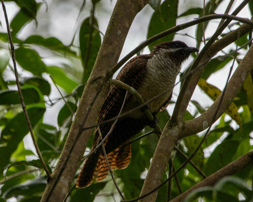 Black-billed Koel (Eudynamys melanorhynchus), photo 3