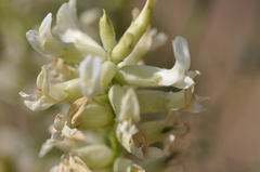 Astragalus tweedyi