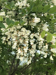 Robinia pseudoacacia