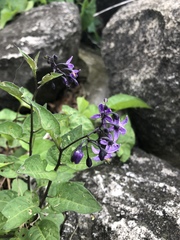 Solanum dulcamara