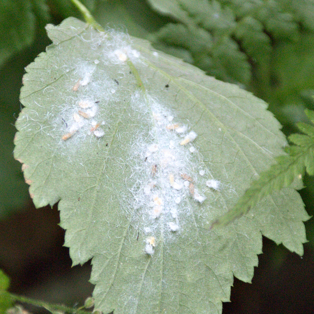 Phylloplecta rubicola