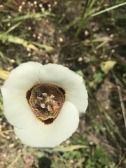 Calochortus vestae
