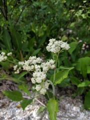 Parthenium hispidum