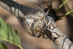 Diceroprocta eugraphica