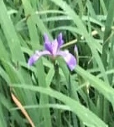 Iris virginica