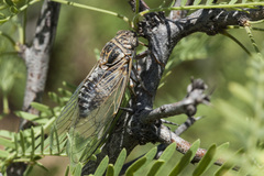Diceroprocta eugraphica