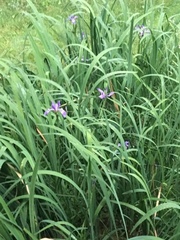 Iris virginica