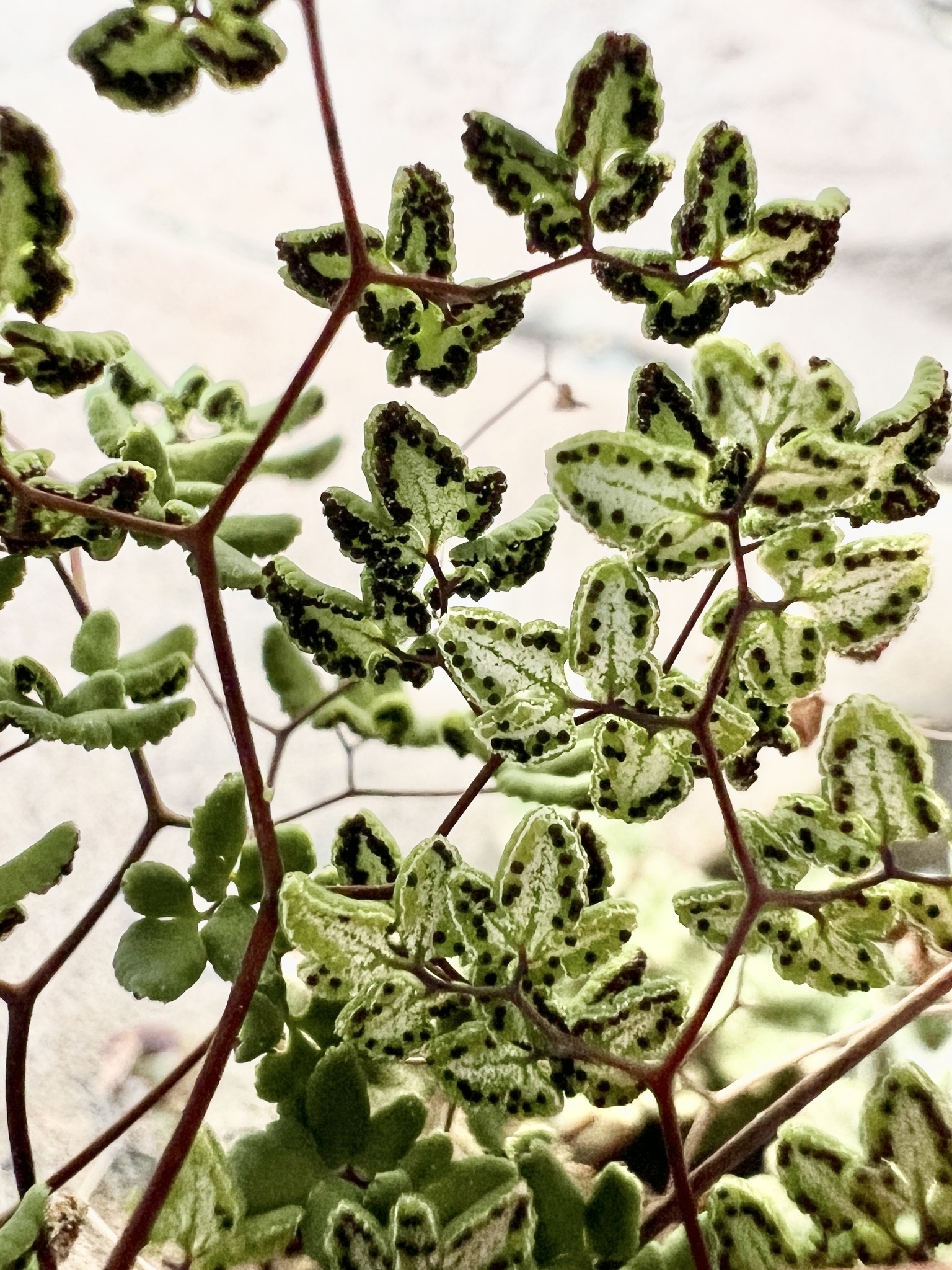 Argyrochosma fendleri