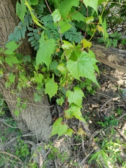 Vitis palmata