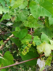 Vitis palmata