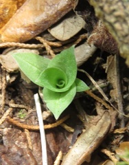 Mesadenus lucayanus