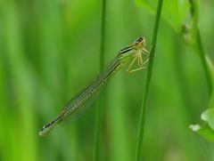 Enallagma antennatum