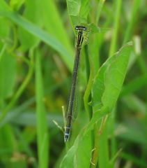 Enallagma antennatum