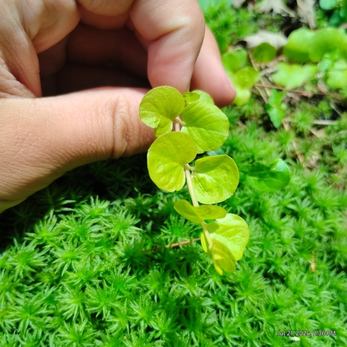 Lysimachia nummularia