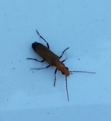 Nacerdes melanura
