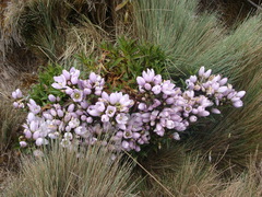 Gentianella foliosa