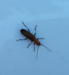 Nacerdes melanura
