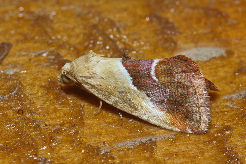 Maliattha khasanica · iNaturalist