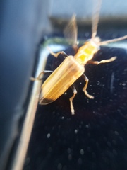 Nacerdes melanura