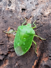 Chinavia hilaris