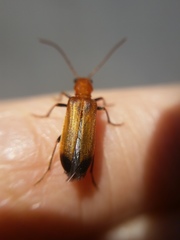 Nacerdes melanura