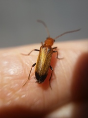 Nacerdes melanura