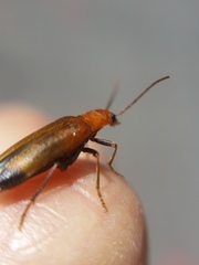 Nacerdes melanura