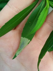 Calycomyza promissa