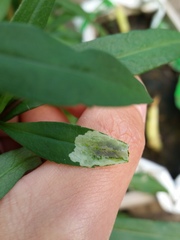 Calycomyza promissa