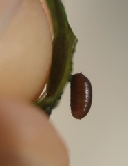 Calycomyza promissa
