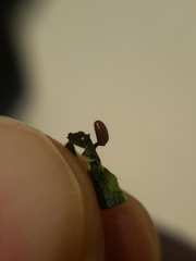 Calycomyza promissa