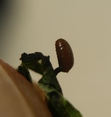 Calycomyza promissa