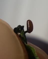 Calycomyza promissa